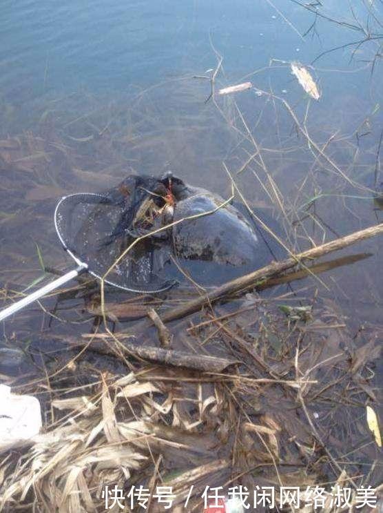  「去钓鱼」农村水库里的宝贝, 一个能卖2000多，一般人不敢去捉