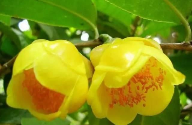  【花中】中国10大名花，哪个是你的最爱？