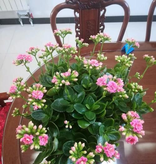  「杂草」适合“勤快人”养的5种花，越修剪越爆盆，不管成杂草，你家有吗