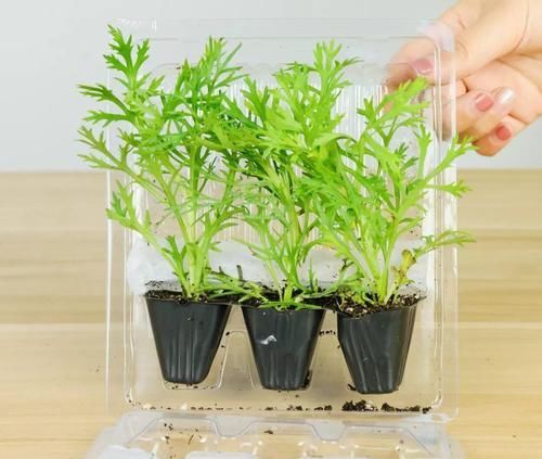  【晾衣杆】晾衣杆上挂盆它，个个开成大花球，阳台再小也能养！