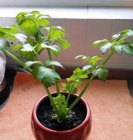  适合：这5种菜根适合水培，直接放水里，长出小盆栽叶子也鲜美