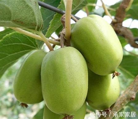  『养上』家有庭院、阳台，不妨养上这2种果树，好养易活，新手也能养好