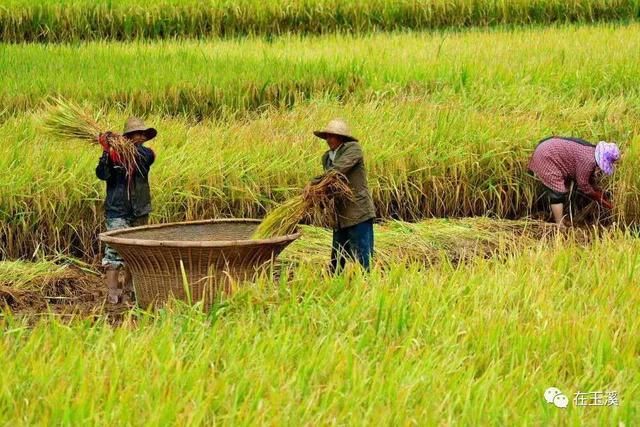 易门绿汁镇首届稻田开鱼节 带你找回儿时快乐！