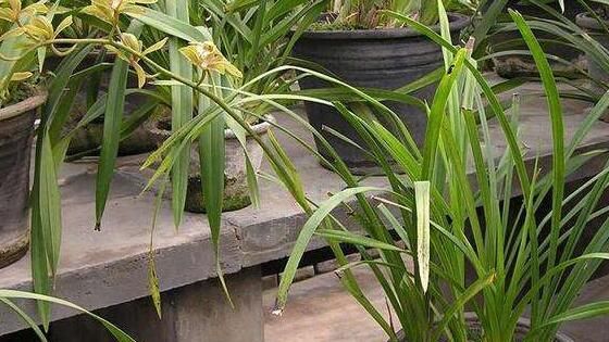 #盘点#兰花的功效与作用，盘点兰花四大功效与作用