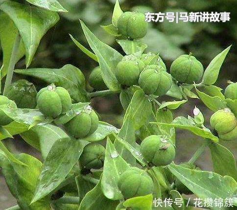  「殊不知」农村不受待见的野草，汁液有毒，殊不知是珍贵的“千