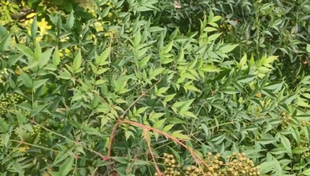  【花椒】一大串果实长得像花椒，叶片尖尖却像竹叶，老农都说它