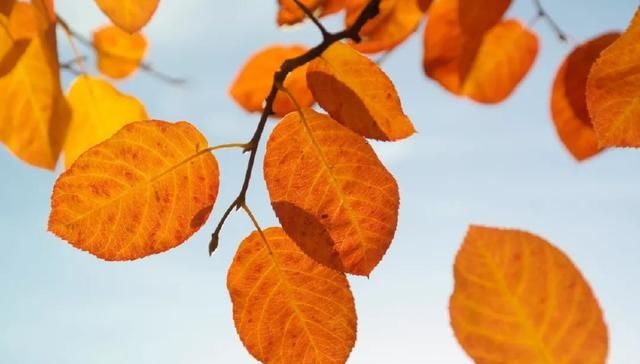 十首元曲说秋：秋叶静美，秋华如丹