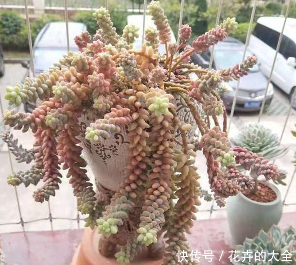  「小瀑布」阳台空荡不知道养啥？学会垂盆5种多肉，个个长成''小瀑布''