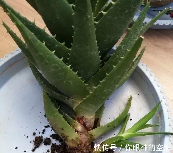  【值钱】芦荟不值钱，养成“老桩”很稀罕，叶子胶质多，越老越值钱