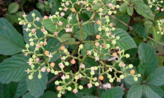  「野果」深山里罕见的“乌蔹莓”过去被农民当杂草，如今却是一