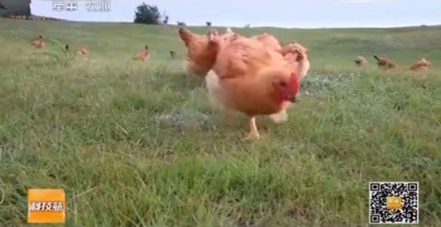  「纪录片」4000亿蝗虫肆虐印巴，我国人民19年前养鸡斗蝗的纪录