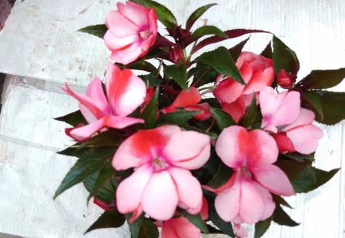  香味：家庭养护3种花卉，花量大，颜色艳，香味浓，阳台变花海