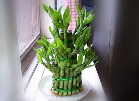  『花姿』养花就养寓意好的，花姿妖娆，盛开时繁花似锦，养在家中太美了