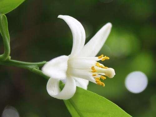 脸上毛孔被螨虫堵住的人，这4大表现逃不掉，2方法排螨虫，缩毛孔