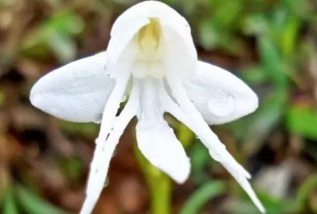  『植物』有时候，花朵也在模仿动物，模仿人类，多有趣啊