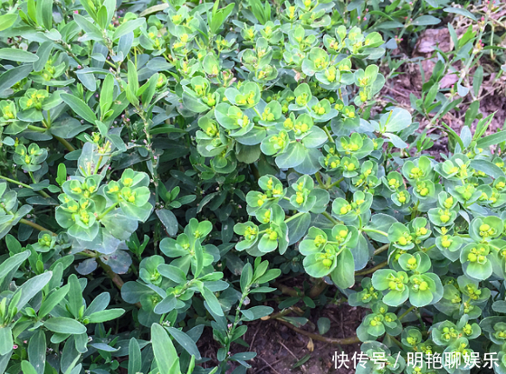 农村人称“猫儿眼”，从前遍地都是无人采摘，现在城里10元一斤