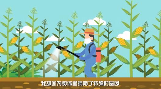 拒绝“背锅”！转基因玉米鸣冤辩护：我从来都不是“妖魔鬼怪”