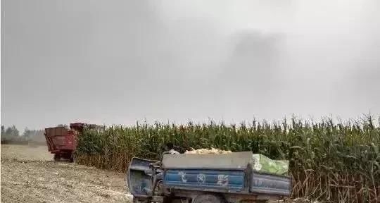  「玉米」刚在老家地里看到的画面，是谁的爹娘？很多人看完湿了