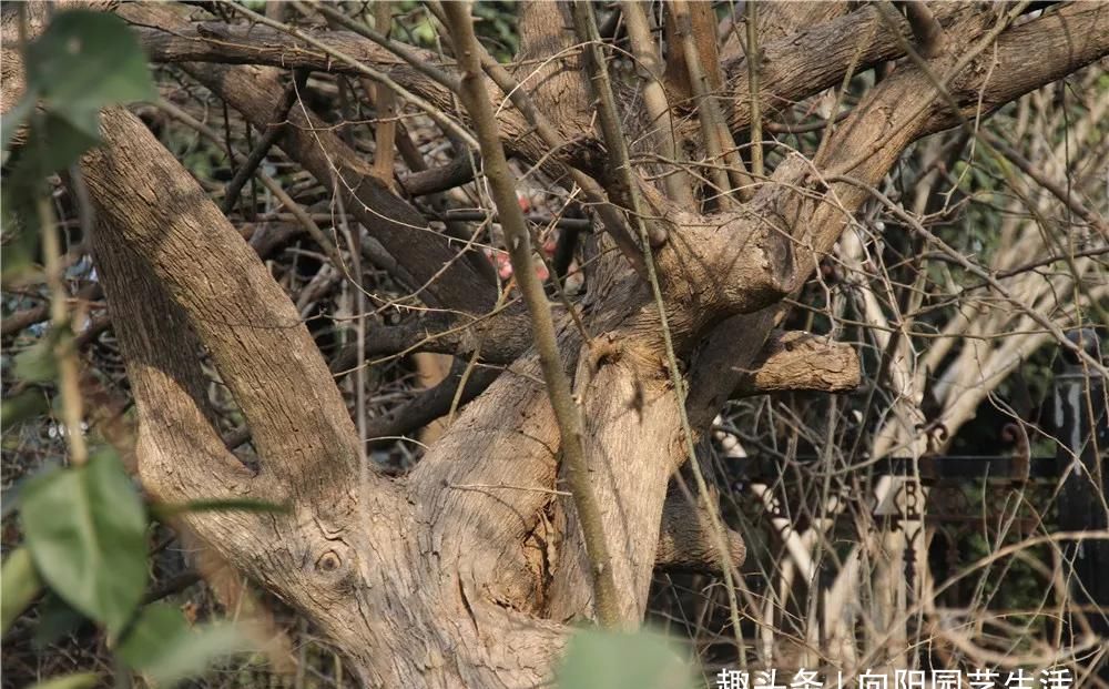 『兵器』北方最硬的木头,木质坚硬能做兵器,质地光滑如玉,散发清香