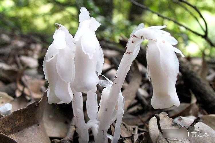  「稀罕」农村一种稀罕野草，只生长在千米以上的高山上，现在像