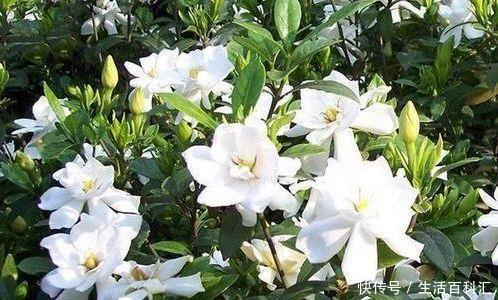  #红色#阳台养这几朵花，花开不断，花色艳丽，花开枝繁叶茂