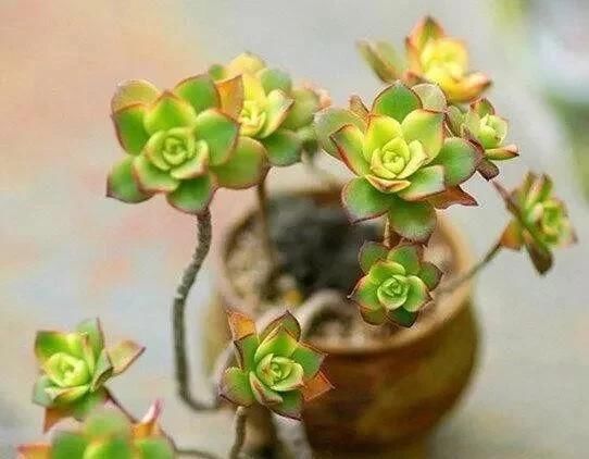  #观自#多年珍藏的生石花群生多肉，请欣赏！多肉植物说昨天观自在