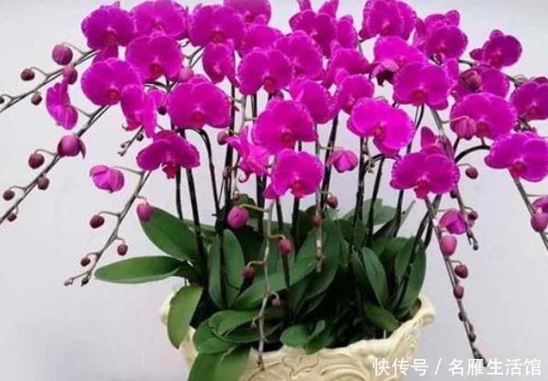  「家里」这些花草家里摆一盆，高雅大气上档次，个个都是“吉祥”花！