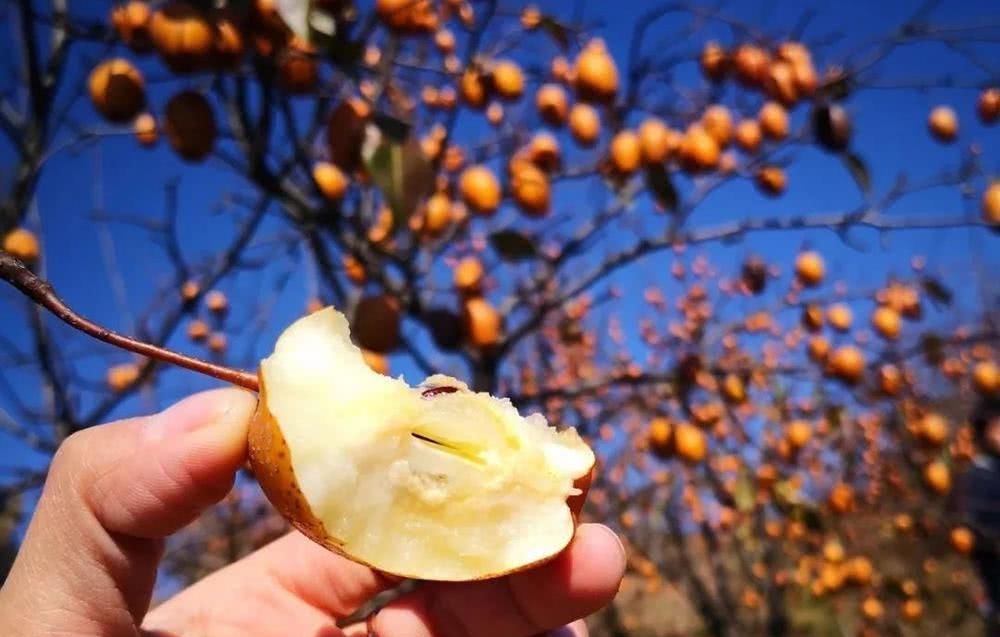  [金珠]号称最具前景水果，果批市场26元一斤，看的人多，买的人