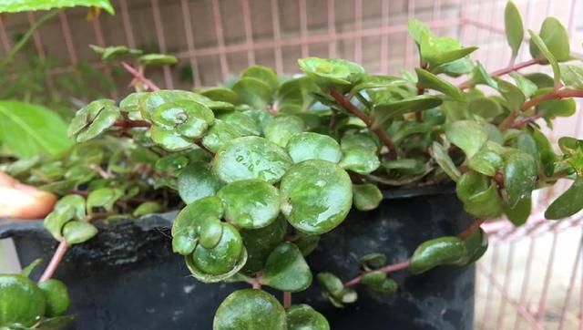  [花草]用废弃的篮子、饼干盒、空油壶，种花特别赞，一阳台都是花草！