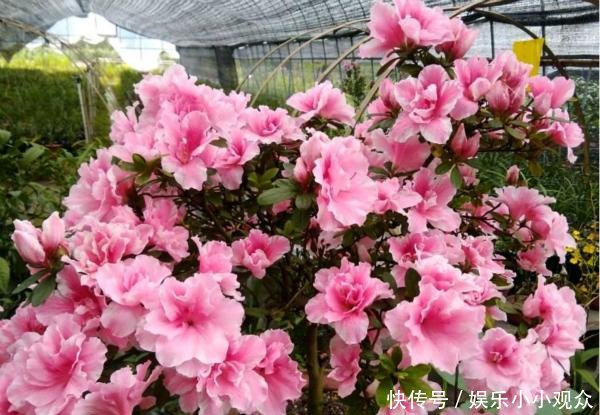  #开爆#大叔一盆杜鹃养6年，花开爆盆太美丽，大家都问他给花喂了啥