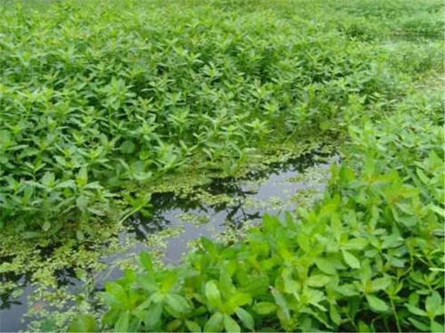  [猪饲料]被当猪饲料引入我国，价值不低，沦为野生后，遭农民痛