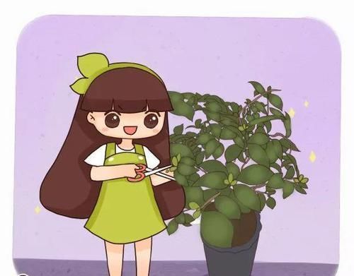 越多越好@茶花花苞越多越好?小心空欢喜一场!