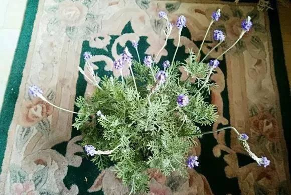  观赏价值：养花就养这几种，又香又杀菌！养几盆家人少生病！