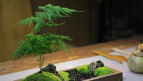  【合适】如何打理文竹合适又实用？4点做到位，植株枝叶繁茂、长得旺