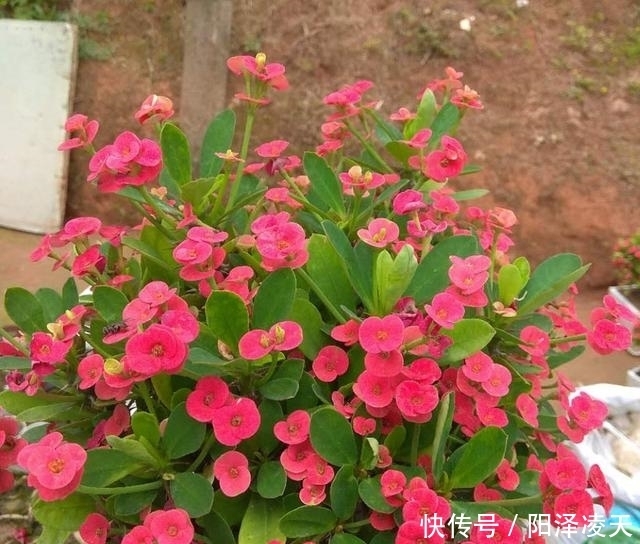  『盆土干透』客厅养的5种花，最怕水，多浇一点点，整盆死翘翘