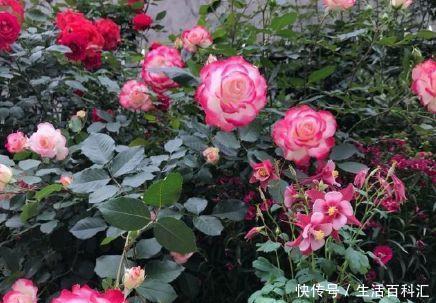  #耐旱#适合夏天养的5种花，耐热耐旱又耐晒，花大色艳很漂亮，人见人爱