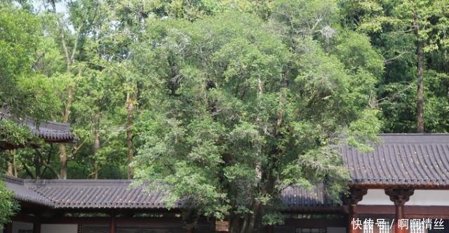 中国有一棵国宝级树，树叶比黄金还珍贵