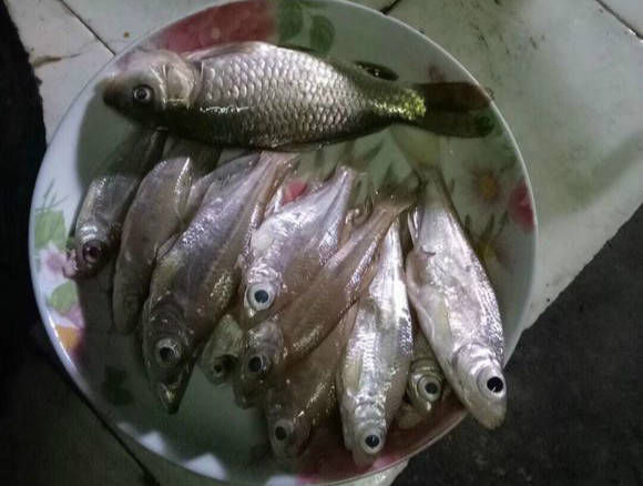  水库■水库里钓到的这些小鱼叫什么？为什么它们的眼睛会这么大？