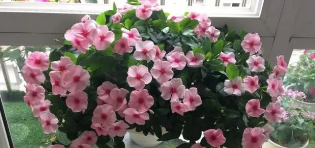  『树型』四月养花选它,树型优美,花叶共赏,一年多次开花,是盆栽佳品