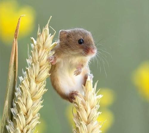 皮卡丘的既视感，摄影师拍摄小田鼠，治愈系满满