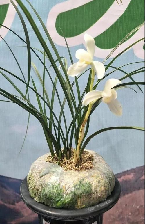  莲瓣■“莲瓣之首”永怀素，香气幽然，花色白瑕，曾经让整个兰界震动！