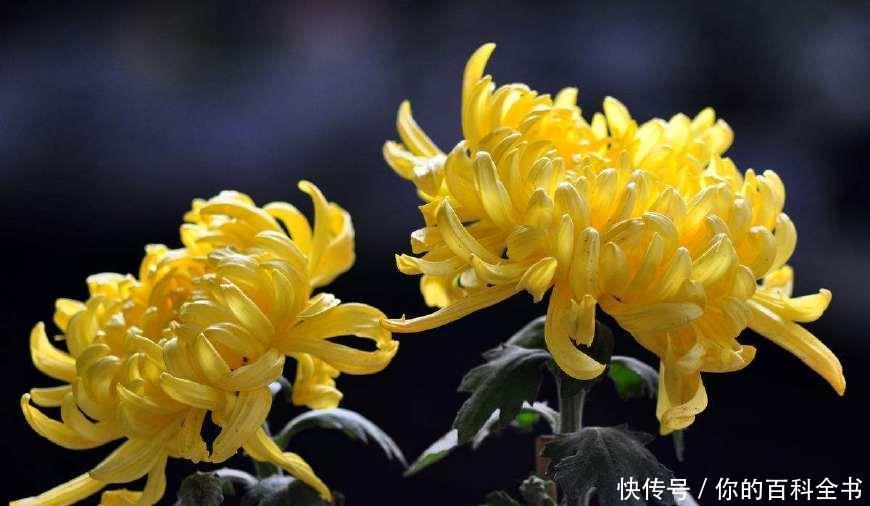 『浪漫』十二个月,十二种花,中国传统花朝节是如此的浪漫美好!