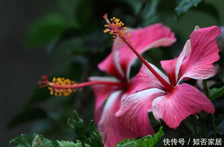  盆值@“3种花”，易管理，一年365天开花，养1盆值了！