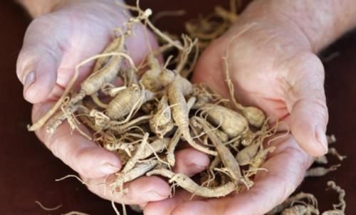  【人参娃娃】听老人们说“千年人参”会跑？为什么会跑？它们真