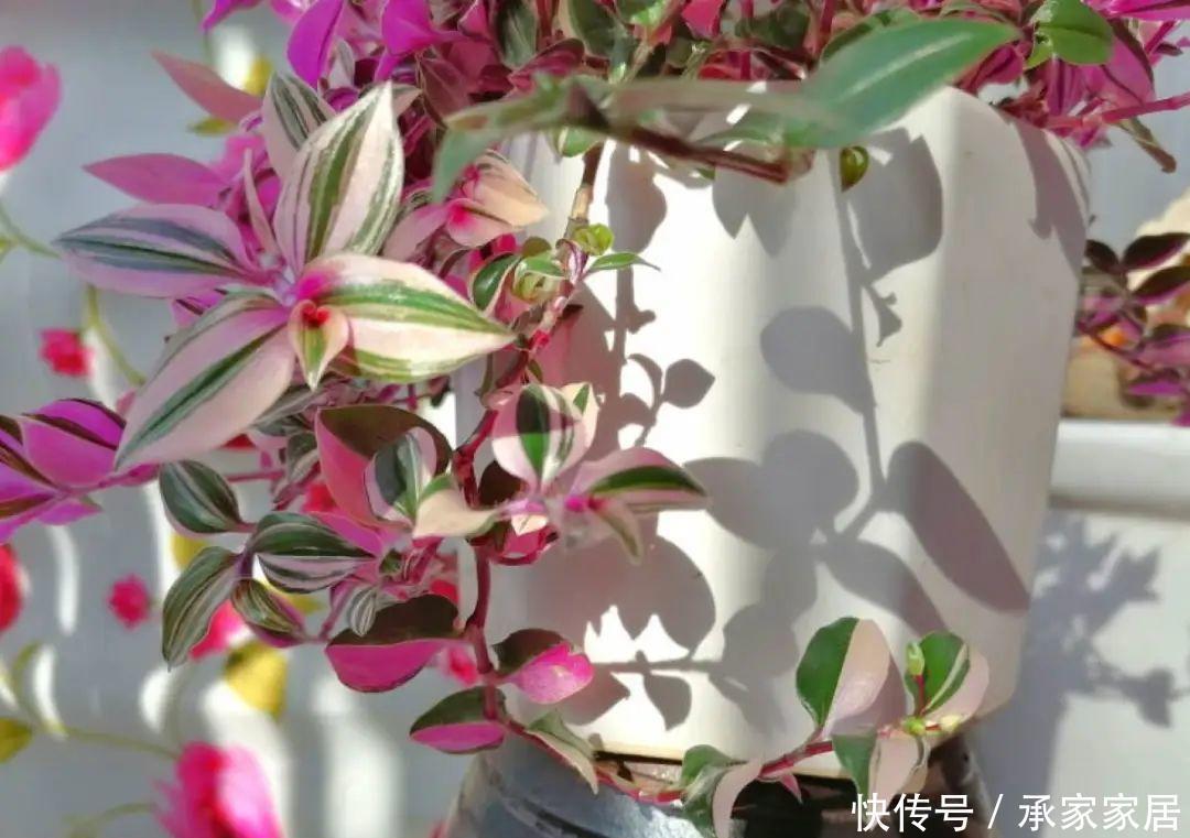  『矾根』4种花就要多晒，太阳下面会变色，叶子比花还好看！