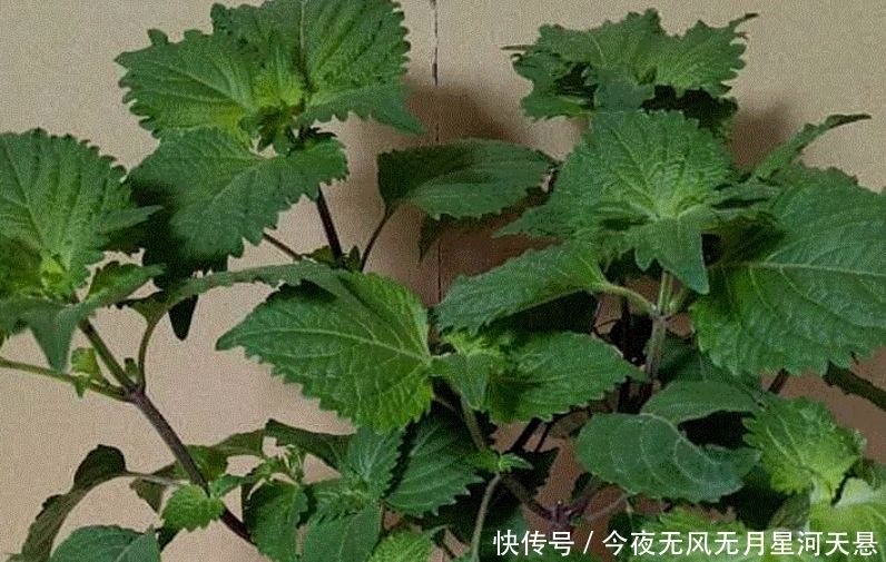 【实用价值】这种植物种在阳台上,不仅好看,而且还有很大的实用价值