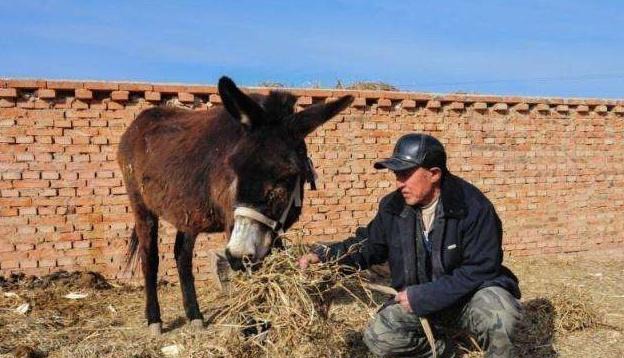 一头驴能卖上万元，为啥农民朋友还是不想养？老农总结了几点原因