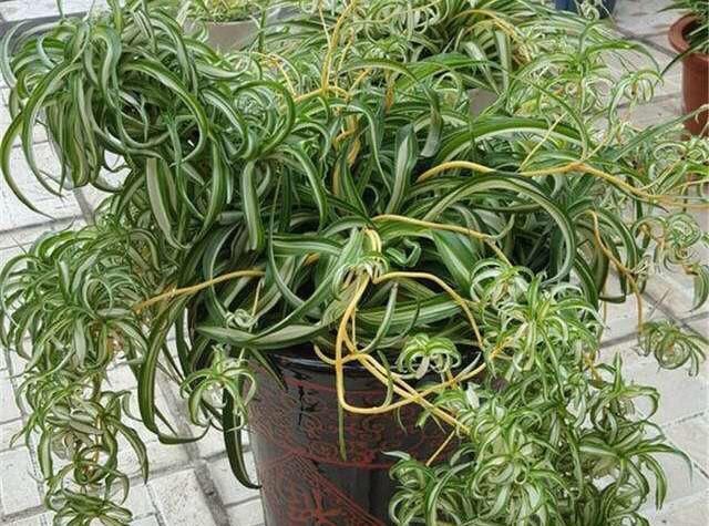  「懒人」懒人就种这5种植物，一月不浇水照样长，一棵变多棵，一年长爆盆