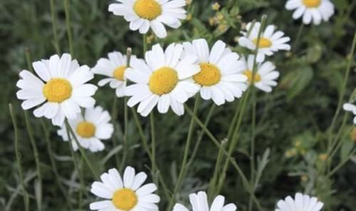  『薄荷』哪些植物有驱蚊的作用？什么植物驱蚊效果最好？