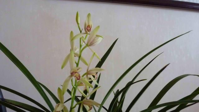  『香味』“高档”兰花怎么挑选？新手记住这6点，不怕买不到好兰花！